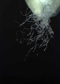Wheeler_Jelly17_350