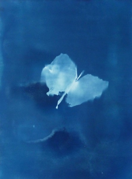 Cyanotype: Sun Print