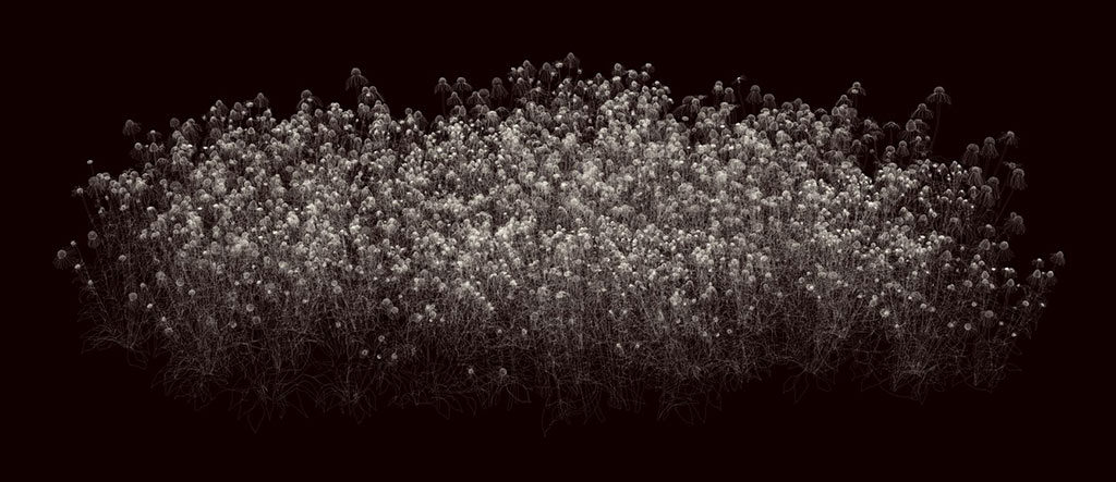 Andrew Millner, 'Echinacea', 2017, Lightjet print mounted to plex, 40.5 x 93.4 inches