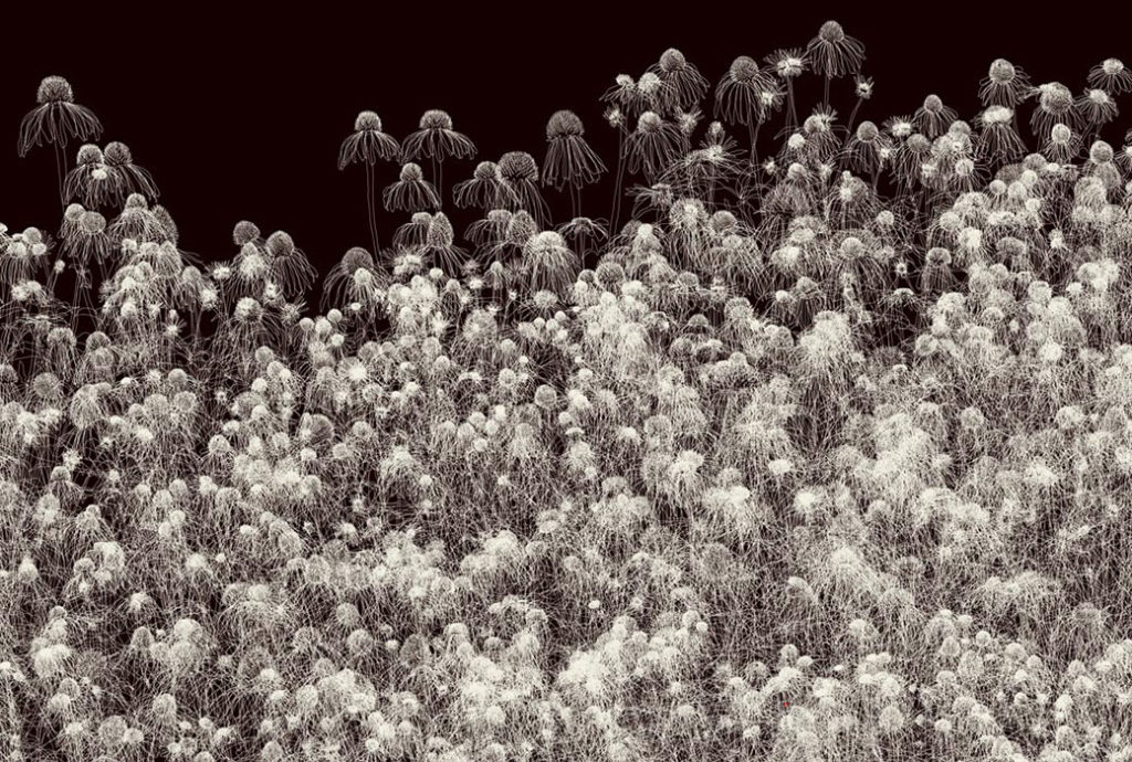 Andrew Millner, 'Echinacea', detail, 2017, Lightjet print mounted to plex, 40.5 x 93.4 inches