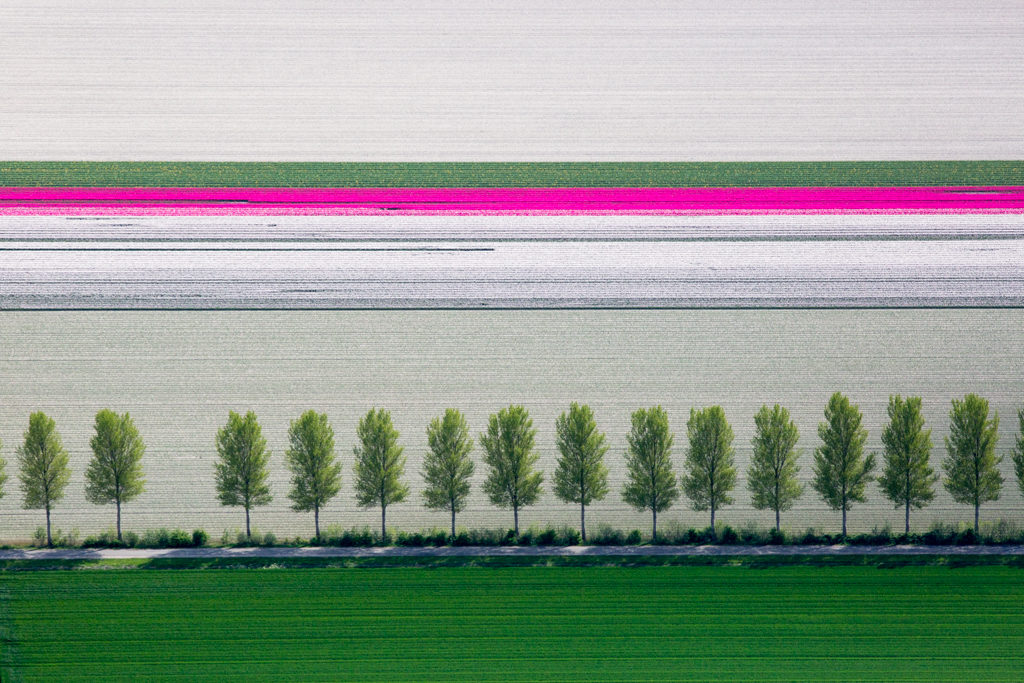 Alex MacLean, 'Tulip and Tree Rows', Creil, Netherlands, 2015, Lightjet Print, Various sizes