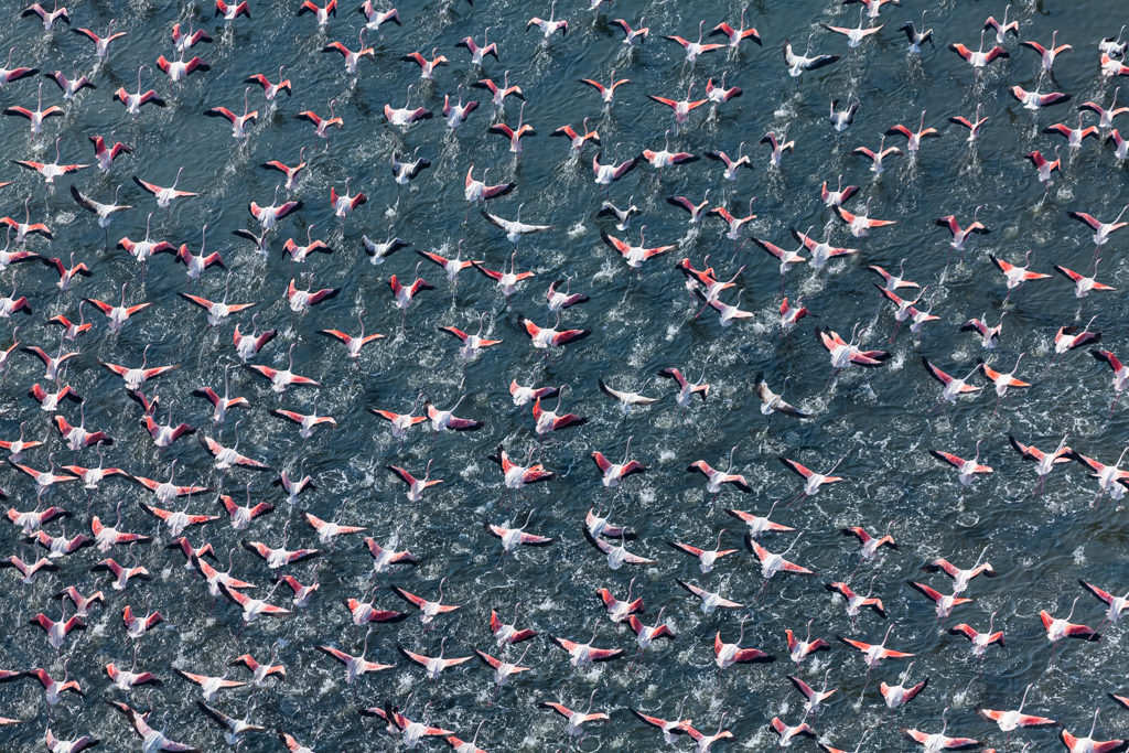 Alex MacLean, 'Flamingos Taking Flight', Rosolina, Italy, 2009, Lightjet/ chromogenic color print, Various sizes