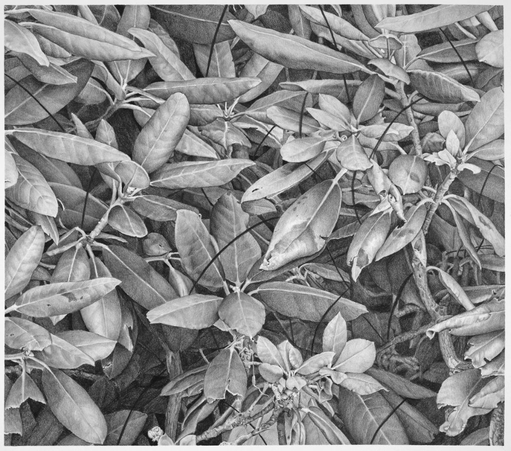 Kay Ruane, 'Small Leaves', 2017, Graphite on paper, 11x12.5 in.