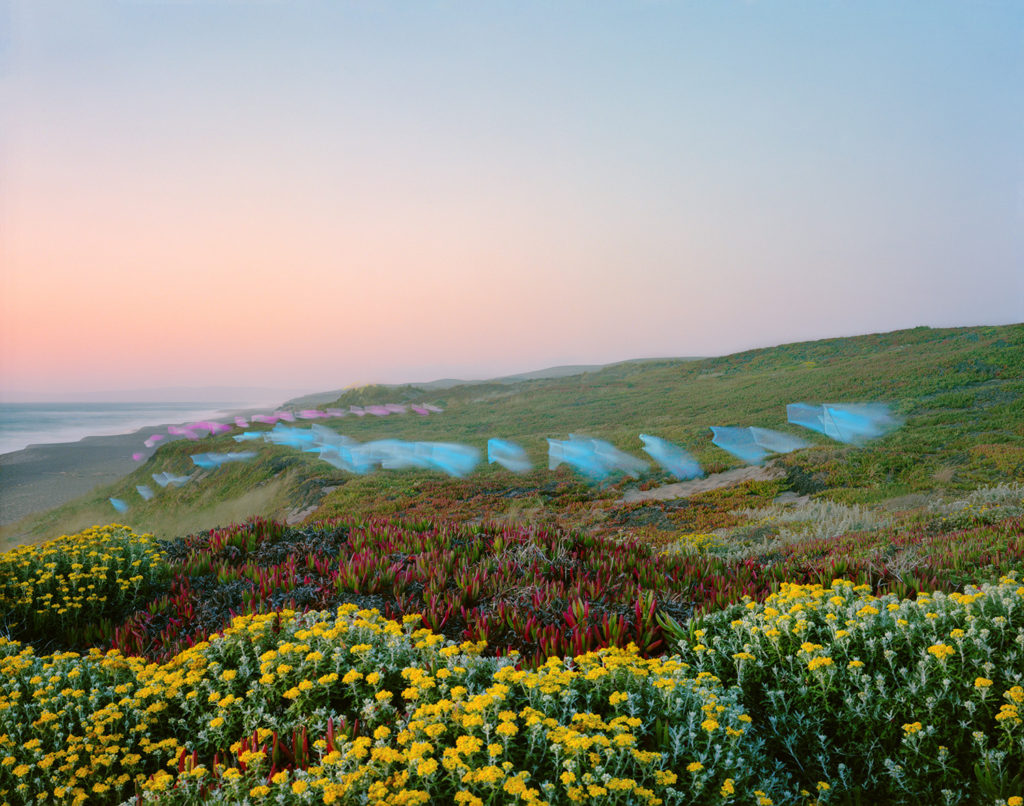 Thomas Jackson Tulle #3, 2019, Point Reyes, California