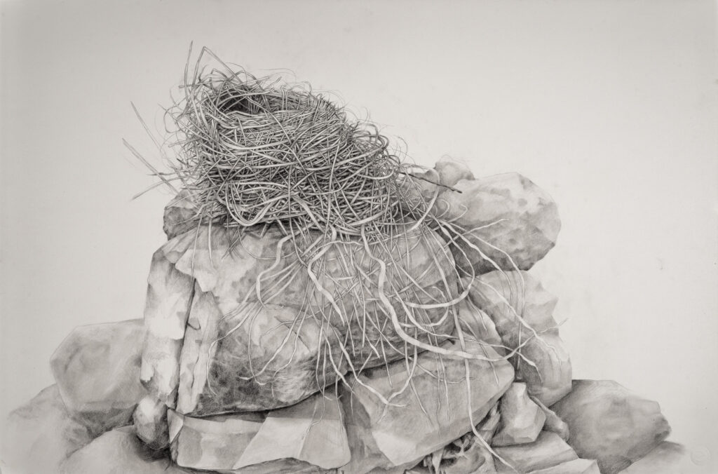 Amelia Hankin Cashin, Nest on Rock, carbon pencil and graphite on paper, 19 3/4 x 30 inches