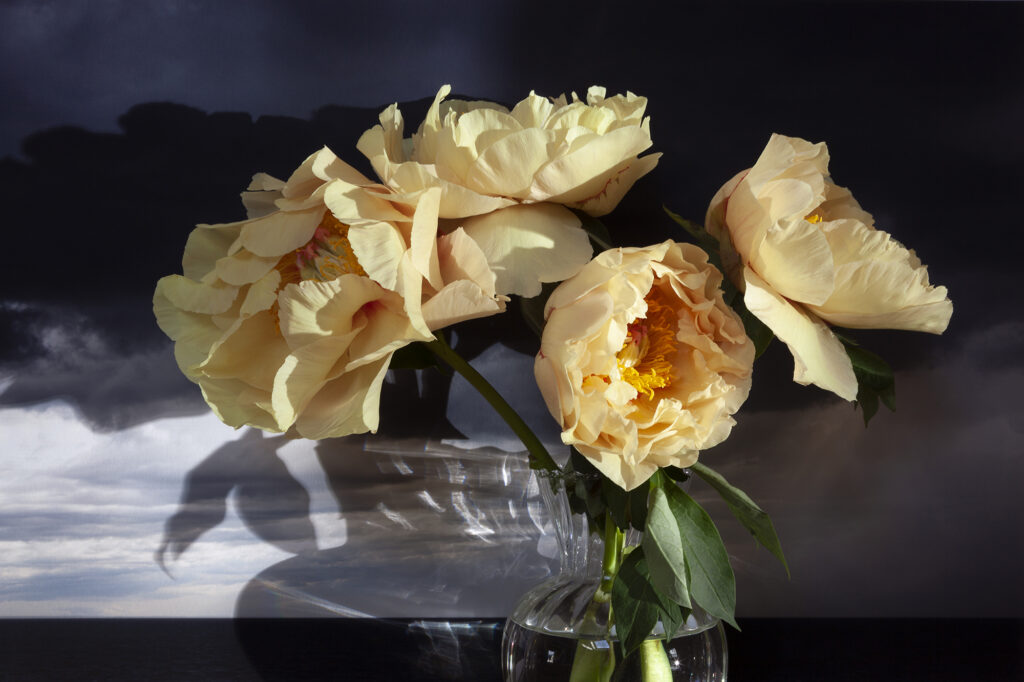 Vaughn Sills, Peonies (yellow), Northumberland Strait, Pigment Print, 14 x 21, 20 x 30, 27 x 40 inches