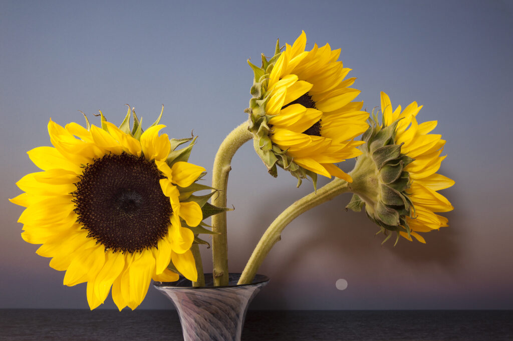 Vaughn Sills, Sunflowers with Moon Setting over Northumberland Strait