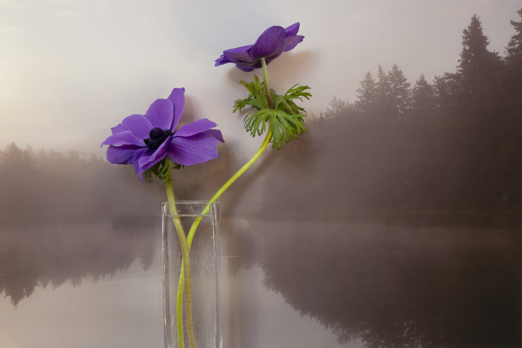 Vaughn Sills, Anemone, Carragher's Pond, Pigment Print, 14 x 21, 20 x 30, 27 x 40 inches