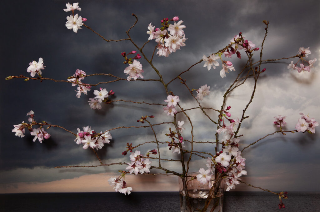 Vaughn Sills, Autumnalis Cherry, Northumberland Strait, pigment print, 14 x 21, 20 x 30, 27 x 40 inches