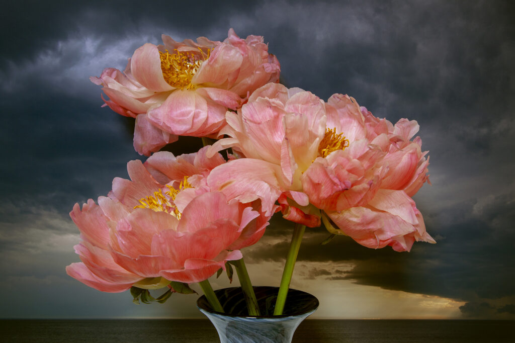 Vaughn Sills, Coral Peonies, Northumberland Strait, pigment print, 14 x 21, 20 x 30, 27 x 40 inches