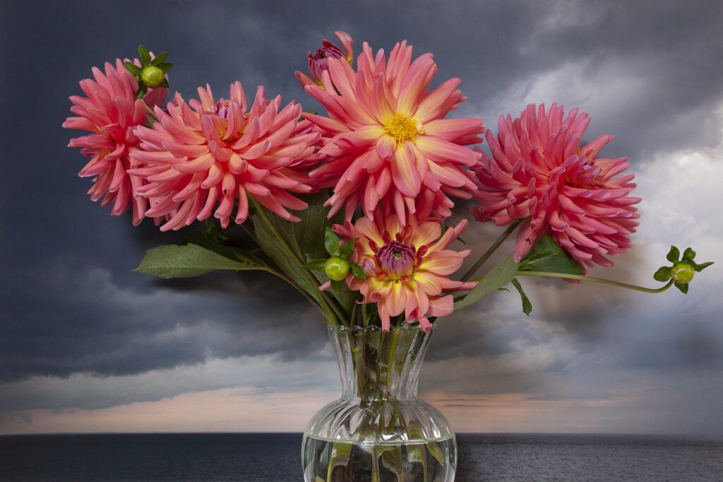 Vaughn Sills, Dahlias, Nothumberland Strait