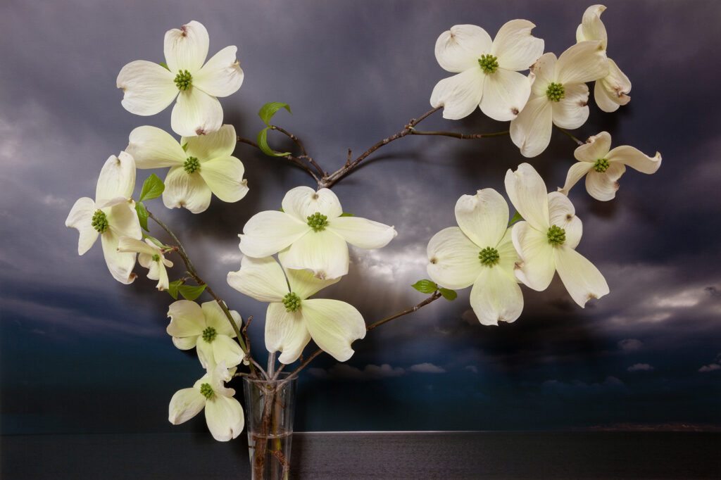 Vaughn Sills, Dogwood, Northumberland Strait, pigment print, 14 x 21, 20 x 30, 27 x 40 inches