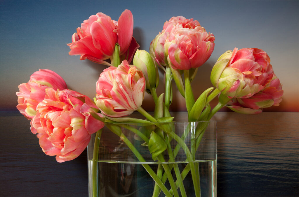 Vaughn Sills,Double Bloom Tulips, Northumberland Strait