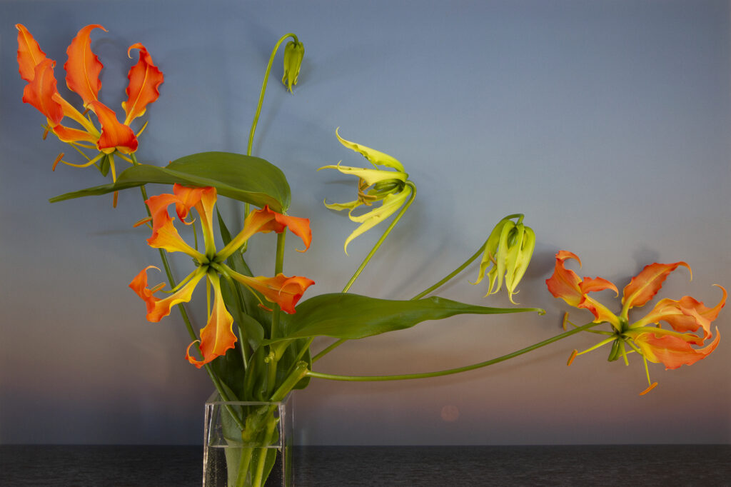 Vaughn Sills, Gloriosa Lilies, Moon Setting over Northumberland Strait, pigment print, 14 x 21, 20 x 30 , 27 x 40 inches