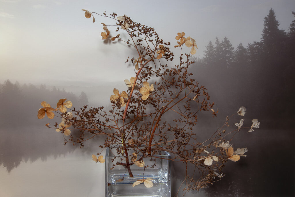 Vaughn Sills, Hydrangea, Carrgher's Pond, pigment print, 14 x 21, 20 x 30, 27 x 40 inches