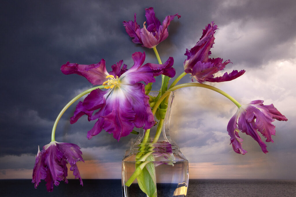 Vaughn Sills, Parrot Tulips, Northumberland Strait, Pigment Print, 14 x 21, 20 x 30, 27 x 40 inches