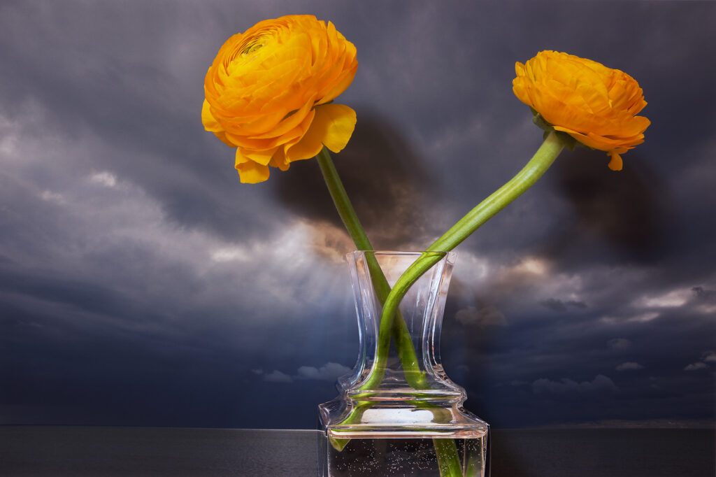 Vaughn Sills, Ranunculus, Northumberland Strait, pigment print, 14 x 21, 20 x 30, 27 x 40 inches