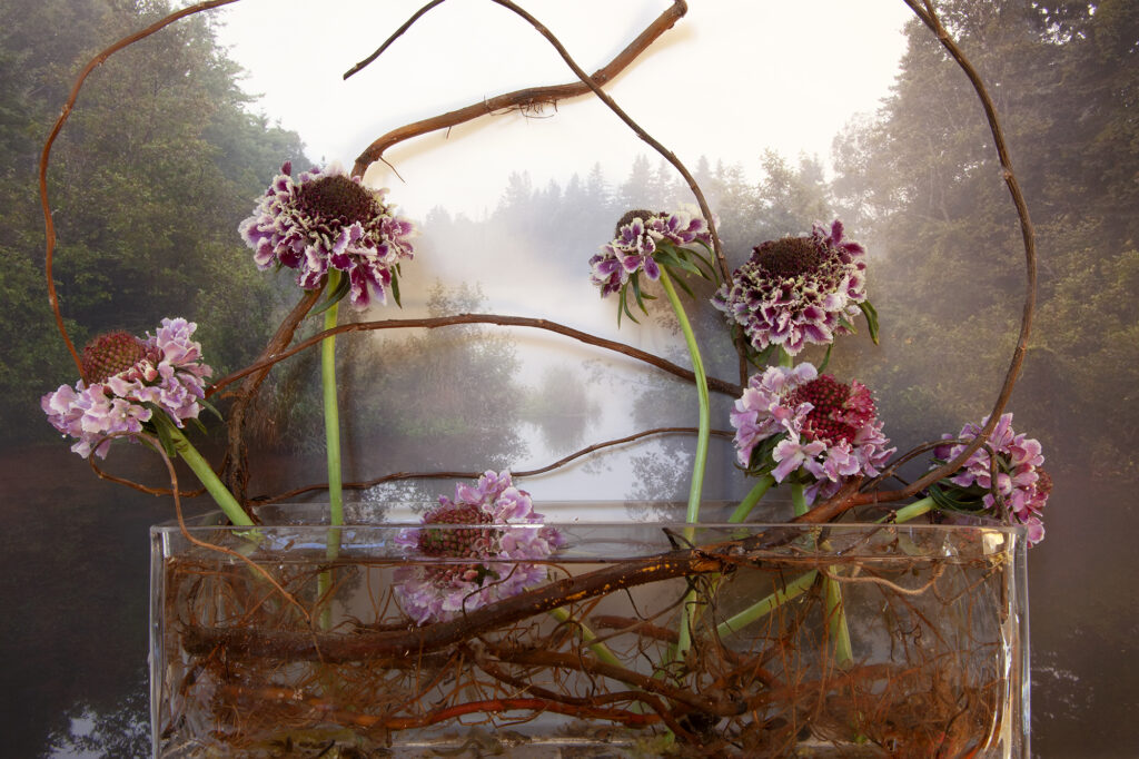 Vaughn Sills, Coral Peonies, Northumberland Strait, pigment print, 14 x 21, 20 x 30, 27 x 40 inches