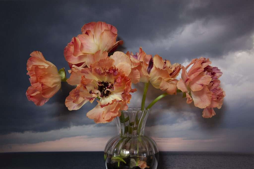 Vaughn Sills, Ranunculus (coral), Nothumberland Strait II