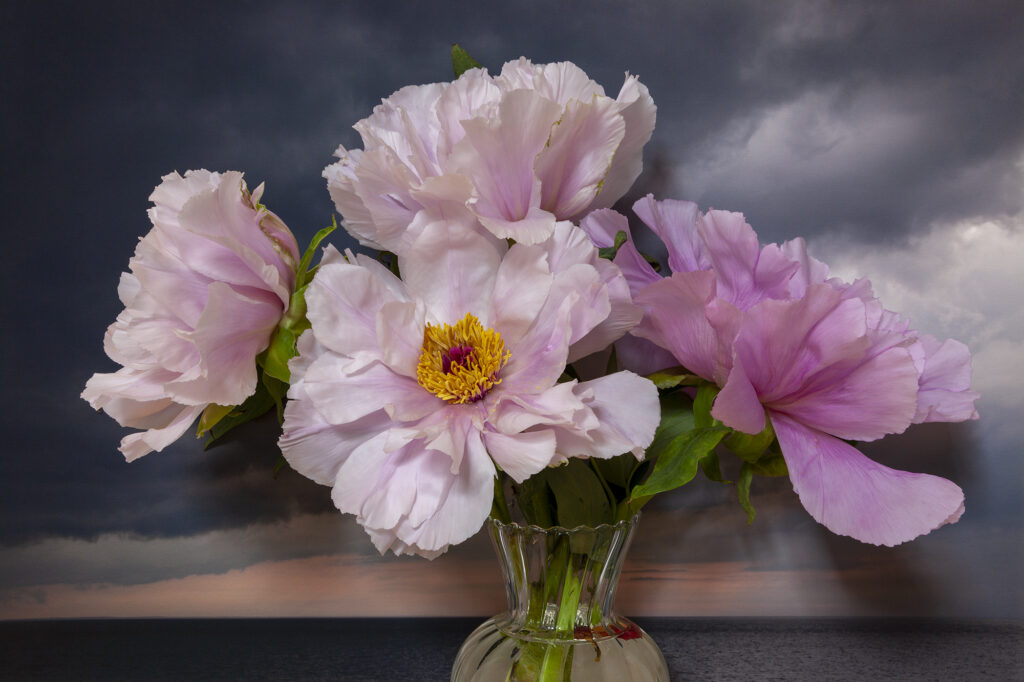 Vaughn Sills, Tree Peonies, Northumberland Strait