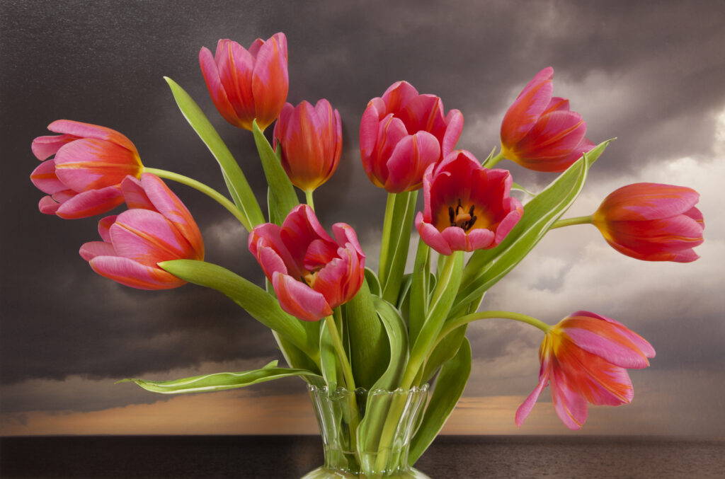 Vaughn Sills, Tulips, Northumberland Strait