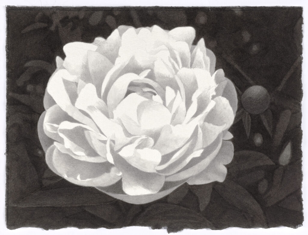 Meg Alexander, Peony Paradox #14, 2019, India ink on paper, 5.5 x 7.5 inches