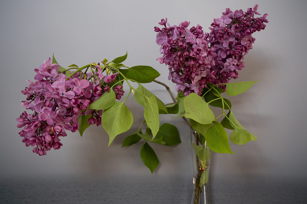 Vaughn Sills, Common Lilac, 2022, archival pigment print, 14 x 21, 20 x 30 and 27 x 40 inches