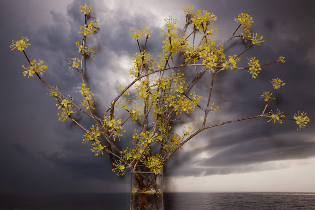 Vaughn Sills, Japanese Cornell Dogwood, 2021, archival pigment print, 14 x 21, 20 x 30 and 27 x 40 inches