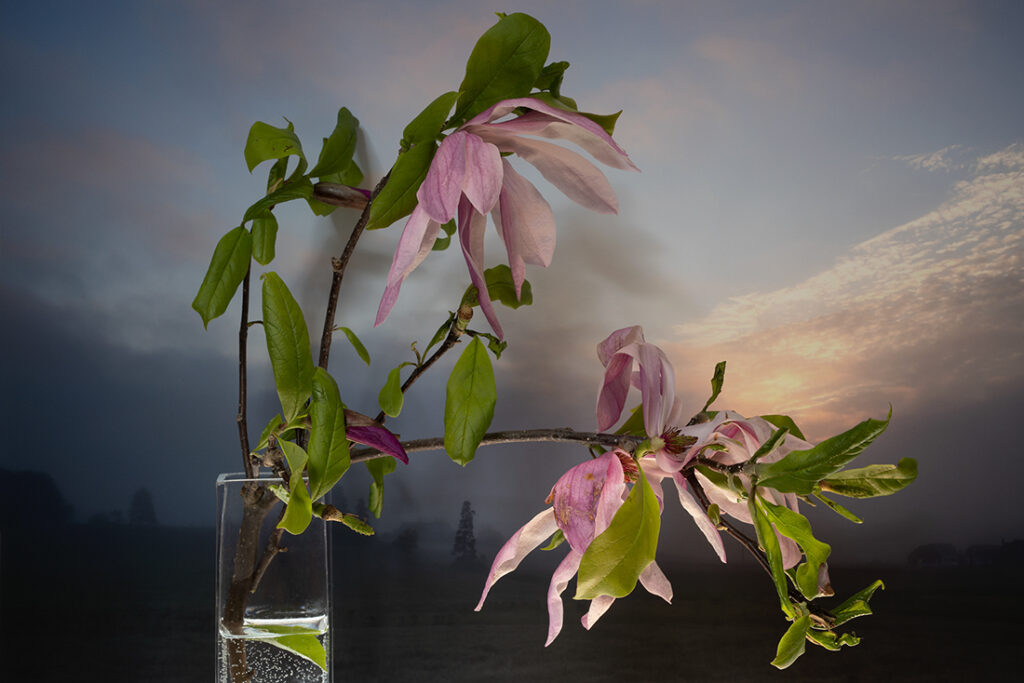 Vaughn Sills, Magnolia Cultivar, Betty, 2022, archival pigment print, 14 x 21, 20 x 30 and 27 x 40 inches