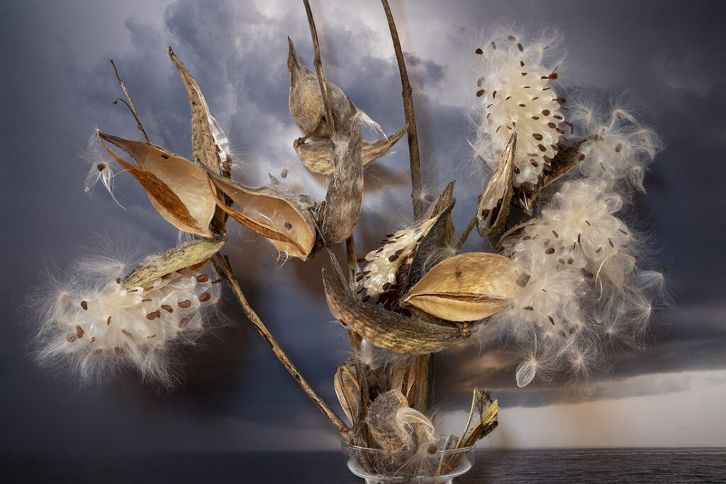 Vaughn Sills, Milkweed, 2021, archival pigment print, 14 x 21, 20 x 30 and 27 x 40 inches