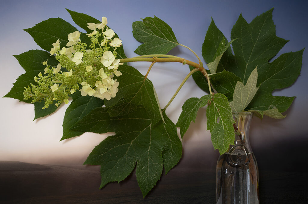 Vaughn Sills, Oakweed Hydrangea, 2022, archival pigment print, 14 x 21, 20 x 30 and 27 x 40 inches
