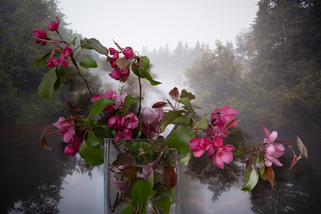 Vaughn Sills, Rudolf Flowering Crabapple, 2022, archival pigment print, 14 x 21, 20 x 30 and 27 x 40 inches