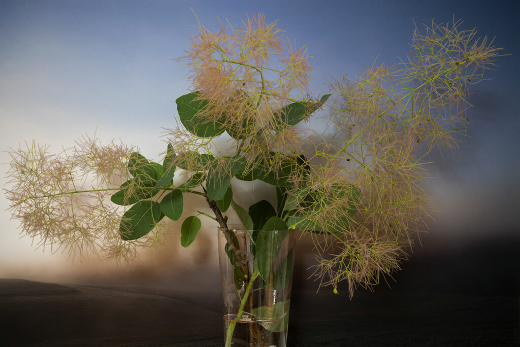 Vaughn Sills, Smoke Tree, 2022, archival pigment print, 14 x 21, 20 x 30 and 27 x 40 inches