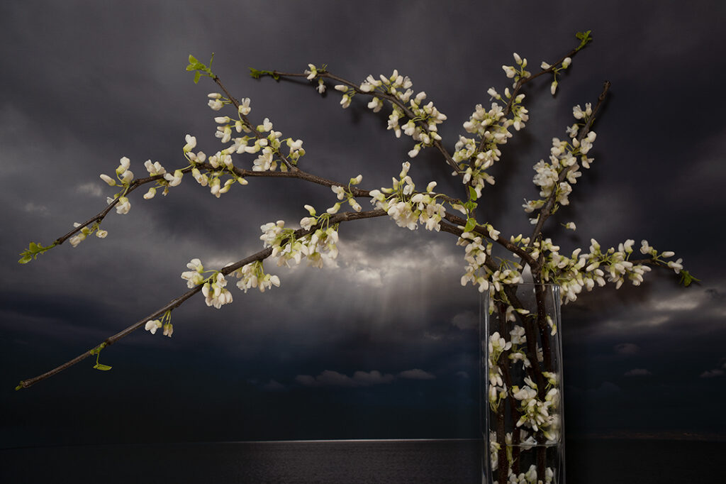Vaughn Sills, White Flowering Redbud, 2022, archival pigment print, 14 x 21, 20 x 30 and 27 x 40 inches