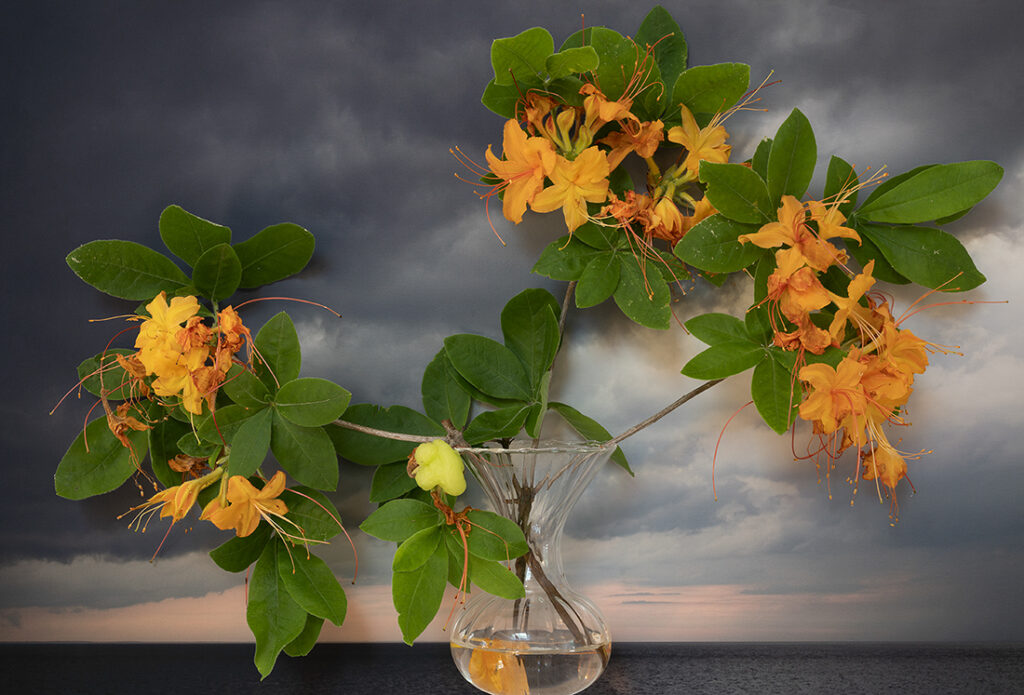 Vaughn Sills, Flame Azalea, 2022, archival pigment print, 14 x 21, 20 x 30 and 27 x 40 inches