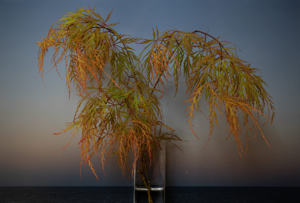 Vaughn Sills, Laceleaf Japanese Maple, 2022, archival pigment print, 14 x 21, 20 x 30 and 27 x 40 inches