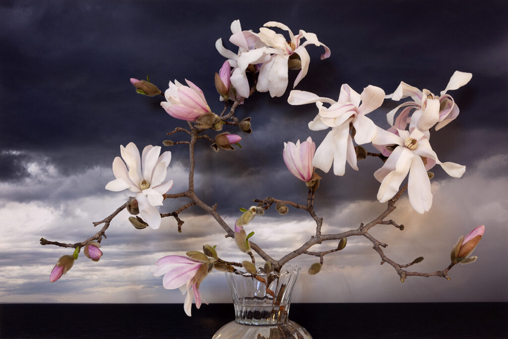 Vaughn Sills, Loebner Magnolia, 2022, archival pigment print, 14 x 21, 20 x 30 and 27 x 40 inches