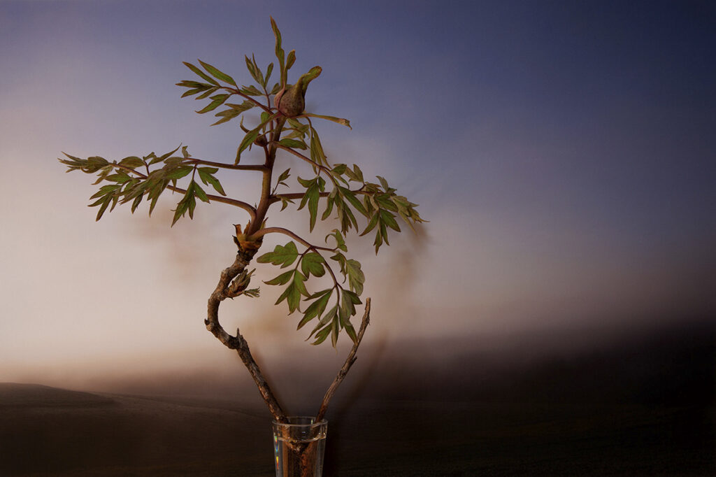 Vaughn Sills, Peony Bud, 2021, archival pigment print, 14 x 21, 20 x 30 and 27 x 40 inches