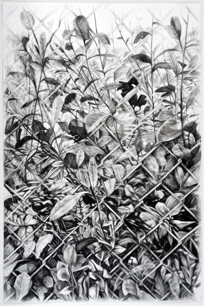 Amelia Hankin, Grown Patterns I, 2023, carbon pencil and charcoal, 30 x 20 inches