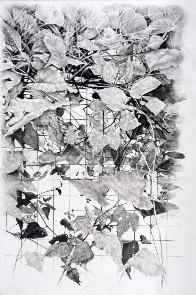 Amelia Hankin, Grown Patterns II, 2023, carbon pencil and charcoal, 30 x 20 inches