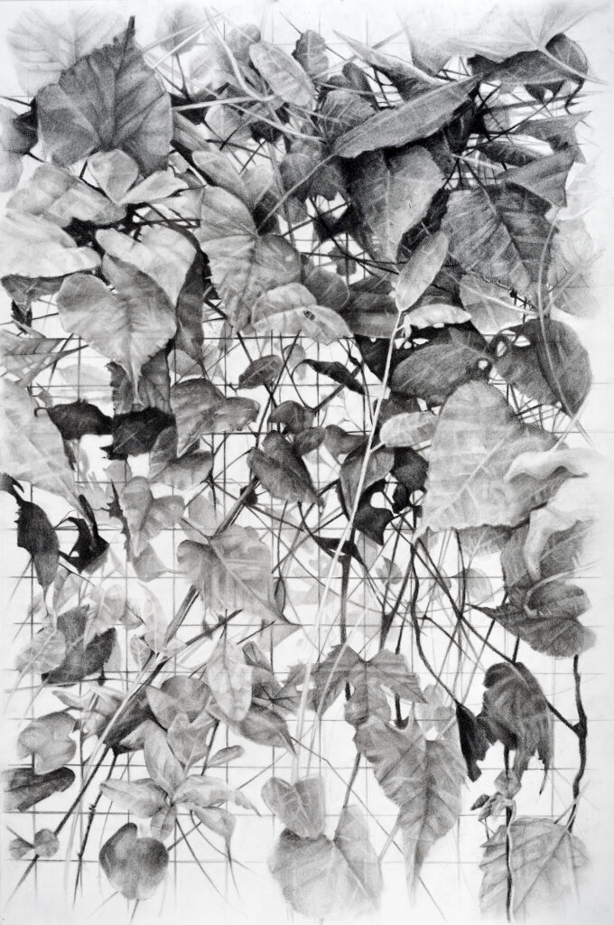 Amelia Hankin, Grown Patterns III, 2023, carbon pencil and charcoal, 30 x 20 inches