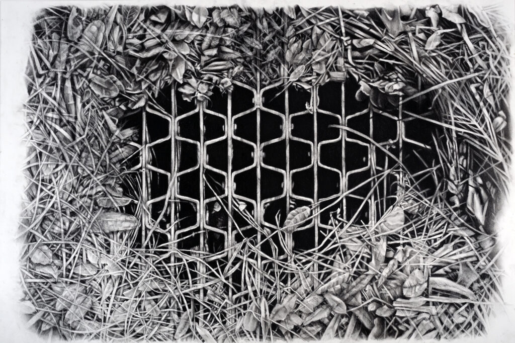 Amelia Hankin, Succession, 2023, carbon pencil and charcoal, 20 x 30 inches