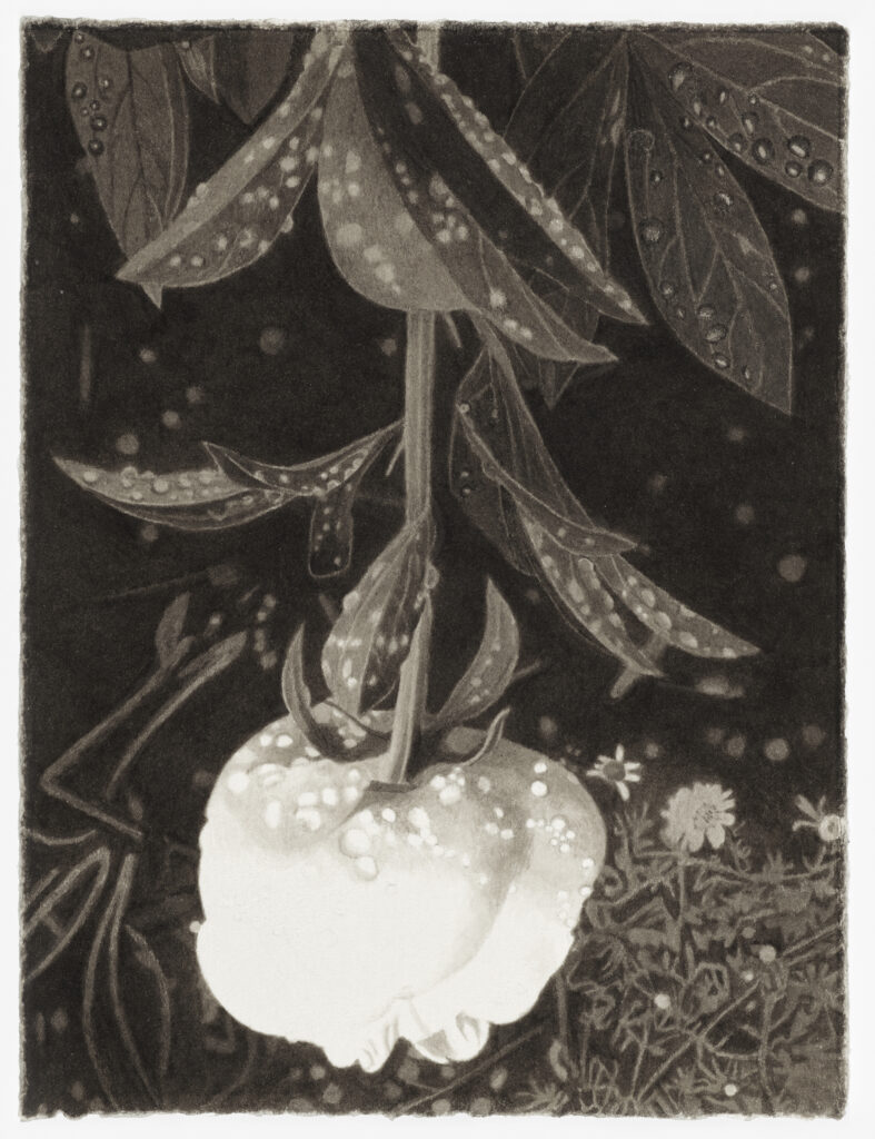 Meg Alexander, Peony Paradox #12, India ink on paper, 7.5 x 5.5 inches