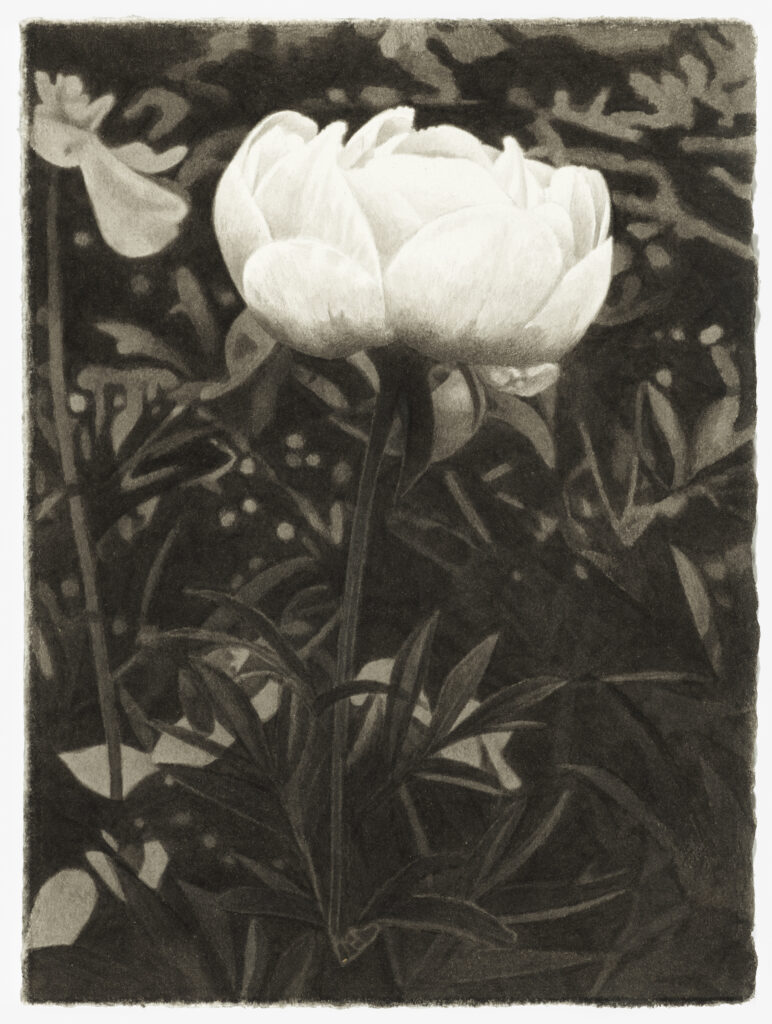 Meg Alexander, Peony Paradox #13, India ink on paper, 7.5 x 5.5 inches