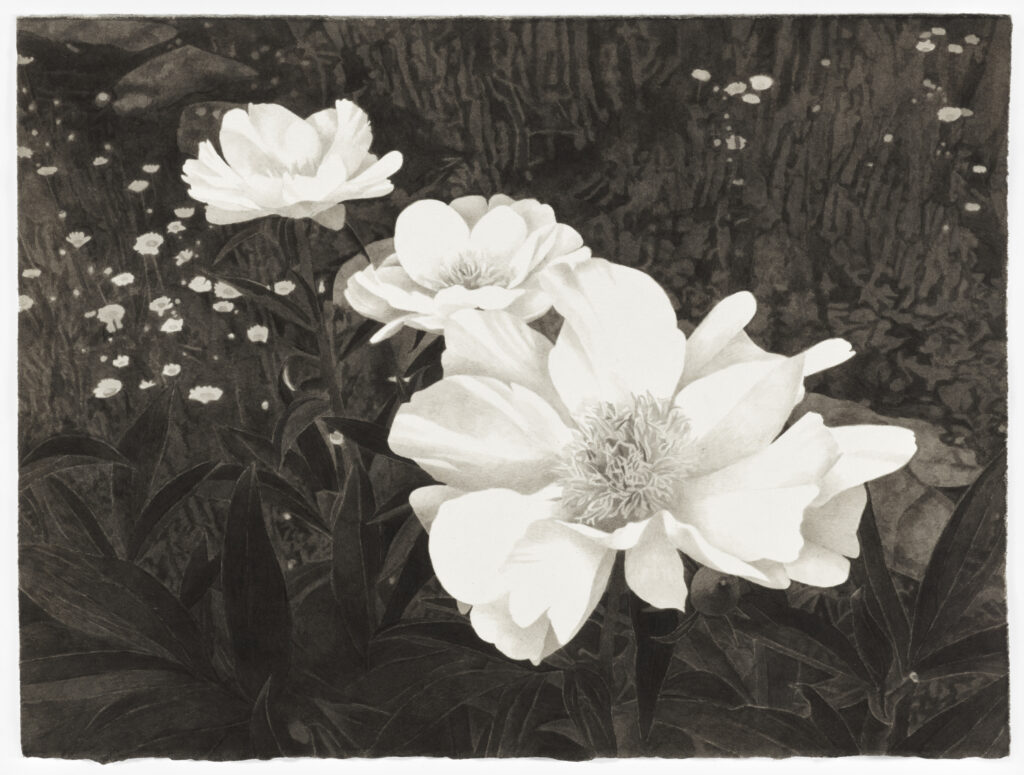 Meg Alexander, Peony Paradox #15, India ink on paper, 11 x 15 inches