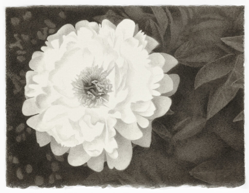 Meg Alexander, Peony Paradox #5, India ink on paper, 5.5 x 7.5 inches