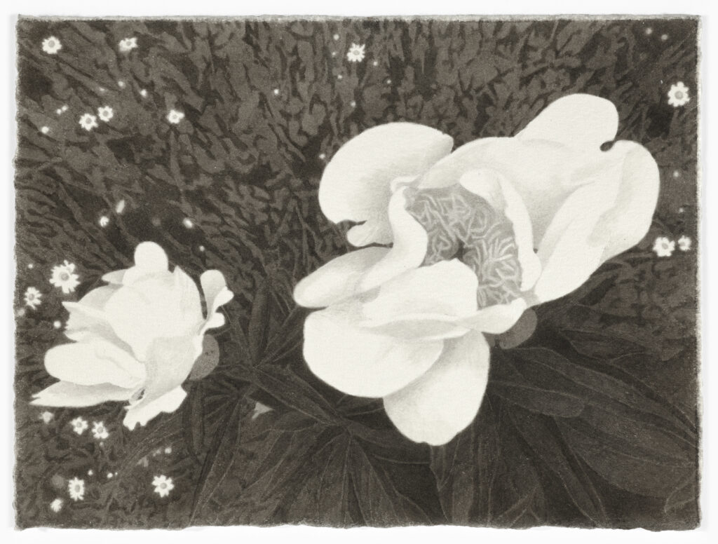 Meg Alexander, Peony Paradox #6, India ink on paper, 5.5 x 7.5 inches