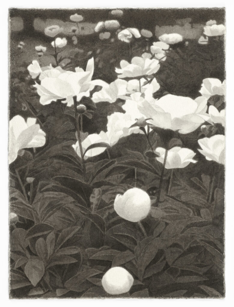 Meg Alexander, Peony Paradox #8, India ink on paper, 7.5 x 5.5 inches